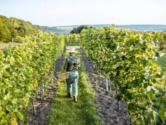 Wine Tours Washington DC
